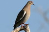 White-winged Dove (Zenaida asiatica) - Mexico