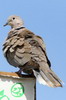 Tourterelle turque (Streptopelia decaocto) - Iles Canaries