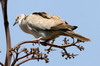 Eurasian Collared-dove (Streptopelia decaocto) - Canary Islands