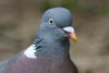 Common Woodpigeon (Columba palumbus) - France