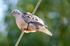 Eared Dove (Zenaida auriculata) - Argentina
