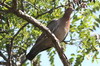Pigeon picazuro (Patagioenas picazuro) - Argentine