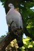 Stock Dove (Columba oenas) - France