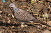 Western Spotted Dove (Spilopelia suratensis) - Sri Lanka