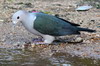 Green Imperial-pigeon (Ducula aenea) - Sri Lanka
