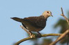 Western Spotted Dove (Spilopelia suratensis) - Sri Lanka