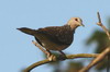 Tourterelle indienne (Spilopelia suratensis) - Sri Lanka