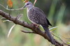 Western Spotted Dove (Spilopelia suratensis) - Sri Lanka