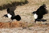 Corbeau pie (Corvus albus) - Madagascar