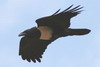 Corbeau pie (Corvus albus) - Madagascar