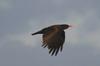 Red-billed Chough (Pyrrhocorax pyrrhocorax) - Crete