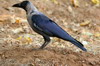 Corbeau familier (Corvus splendens) - Inde