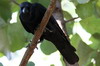 Corbeau à gros bec (Corvus macrorhynchos) - Inde