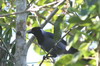 Violaceous Jay (Cyanocorax violaceus) - Peru