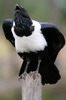 Pied Crow (Corvus albus) - Ethiopia