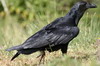 Fan-tailed Raven (Corvus rhipidurus) - Ethiopia