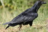 Corbeau  queue courte (Corvus rhipidurus) - Ethiopie