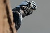 Thick-billed Raven (Corvus crassirostris) - Ethiopia
