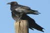 Somali Crow (Corvus edithae) - Ethiopia