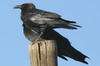 Corbeau d'dith (Corvus edithae) - Ethiopie