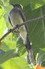 Brown Jay (Cyanocorax morio) - Mexico