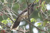 Geai enfum (Cyanocorax morio) - Mexique