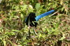 Yucatan Jay (Cyanocorax yucatanicus) - Mexico