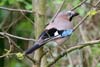 Geai des chnes (Garrulus glandarius) - France