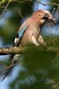 Geai des chnes (Garrulus glandarius) - France