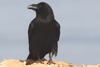 Grand Corbeau (Corvus corax) - Maroc