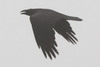 Common Raven (Corvus corax) - Morocco