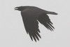 Grand Corbeau (Corvus corax) - Maroc