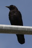 Corneille d'Am�rique (Corvus brachyrhynchos) - Canada