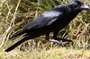 Large-billed Crow (Corvus macrorhynchos) - Sri Lanka