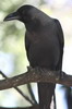 Corbeau familier (Corvus splendens) - Sri Lanka