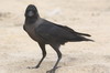 House Crow (Corvus splendens) - Sri Lanka