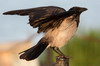 Hooded Crow (Corvus cornix) - Romania