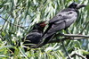 Corbeau freux (Corvus frugilegus) - Roumanie