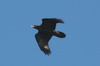 Grand Corbeau (Corvus corax) - Norvège