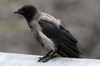 Hooded Crow (Corvus cornix) - Norway