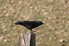 Eurasian Jackdaw (Corvus monedula) - France