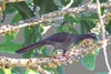 Speckled Chachalaca (Ortalis guttata) - Peru