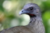 Plain Chachalaca (Ortalis vetula) - Mexico