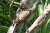 Plain Chachalaca (Ortalis vetula) - Mexico