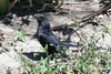 Ani  bec cannel (Crotophaga sulcirostris) - Costa-Rica