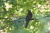 Common Cuckoo (Cuculus canorus) - France