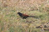 Grand Coucal (Centropus sinensis) - Inde