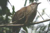 Tacco de Cuba (Coccyzus merlini) - Cuba