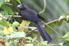 Smooth-billed Ani (Crotophaga ani) - Cuba