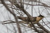 Great Spotted Cuckoo (Clamator glandarius) - France
